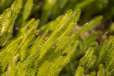 Close-up of fern leaves