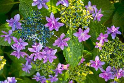 Close-up of purple flowering plants