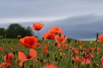 Close-up of red flowers in field