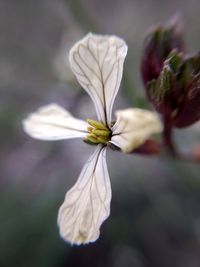 Close-up of white flowering plant