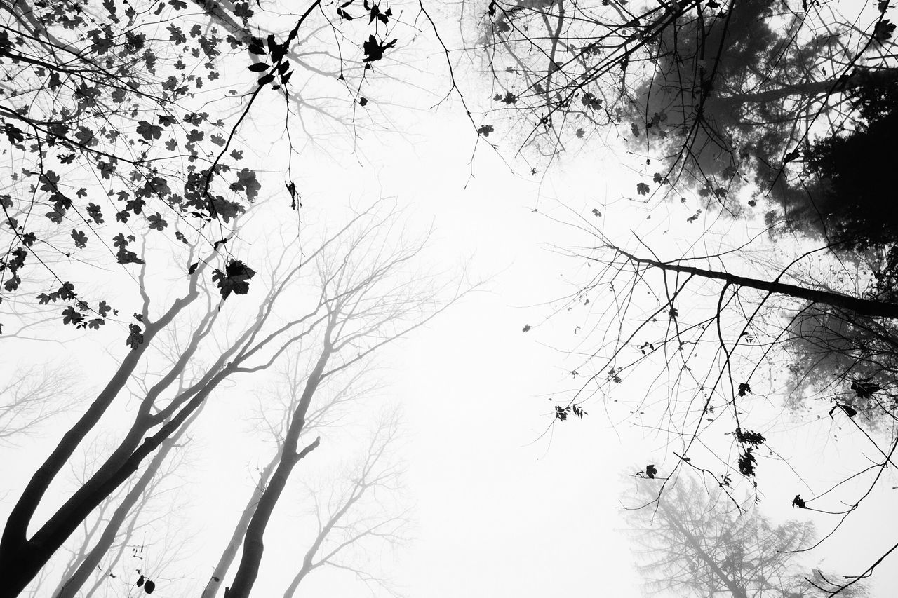 low angle view, branch, tree, nature, beauty in nature, growth, scenics, clear sky, tranquility, tranquil scene, sky, day, outdoors, woodland, non-urban scene, no people, tall