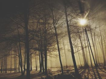 Bare trees against sky