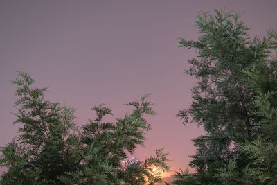 Low angle view of silhouette trees against sky at dusk