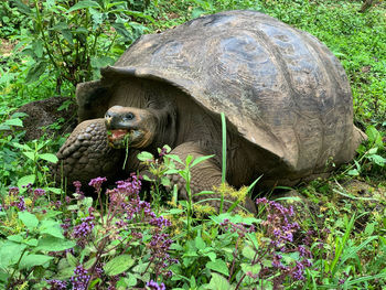 View of giant tortoise on santa cruz island galapagos 
