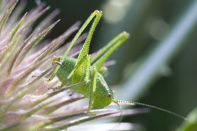 Close-up of green leaf on plant