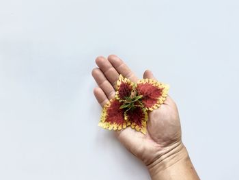 Close-up of hand holding flower against white background