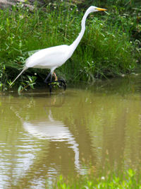 Bird in a lake