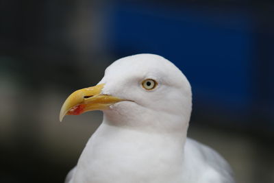 Close-up of seagull