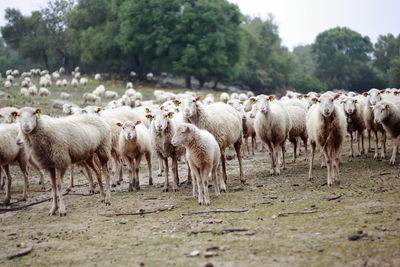 Sheep in a field