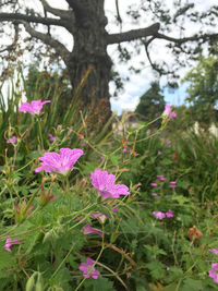 Close-up of pink flowering plants on field