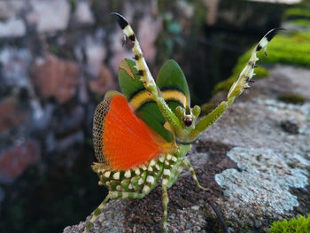 Close-up of butterfly on rock