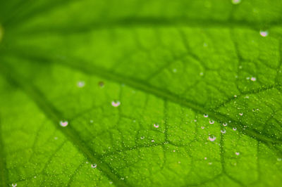 Full frame shot of wet leaves