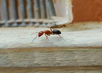 Close-up of insect on wood