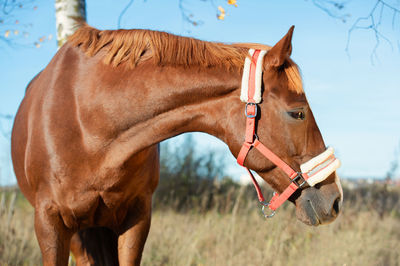 Horse standing on field