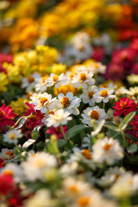 Close-up of yellow flowering plants