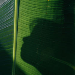 Full frame shot of green leaf with shadow