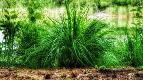 Plants growing on field