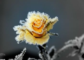 Close-up of frosted rose