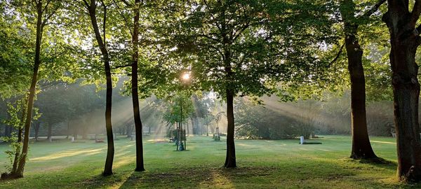 Trees in park