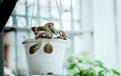 Close-up of insect on potted plant