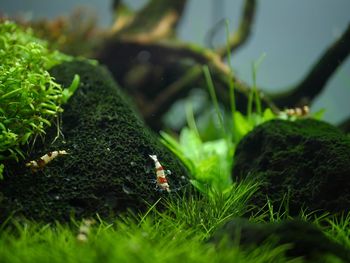 Close-up of moss growing on rock