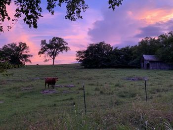 Horses in a field