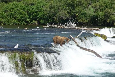 Scenic view of waterfall