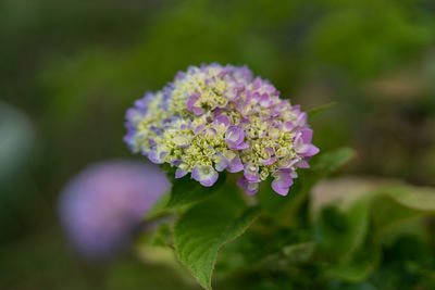 Close-up of purple flowering plant