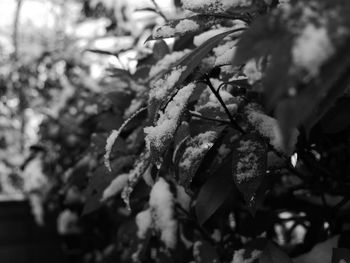 Close-up of fresh green leaves