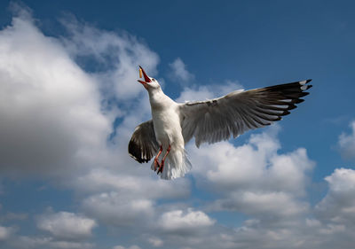 Low angle view of seagull flying in sky