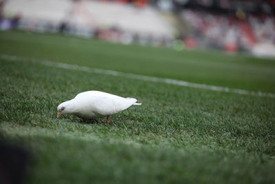 Close-up of a bird on field