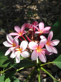 Close-up of flowers blooming outdoors