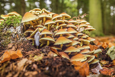 Close-up of mushroom growing on field