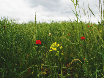 Close-up of red poppy flowers in field