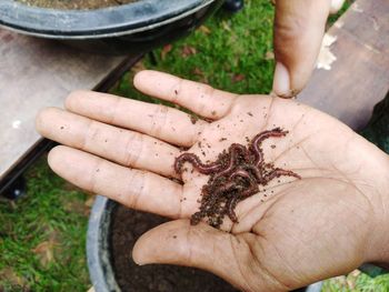 High angle view of person pointing while holding earthworms and mud