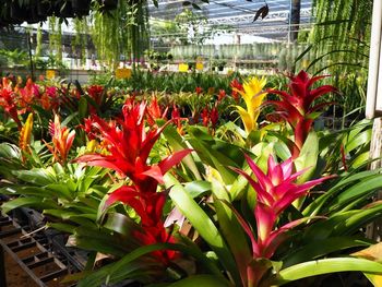 Close-up of red flowering plants in greenhouse