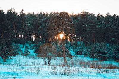 Trees by lake in forest against sky during winter