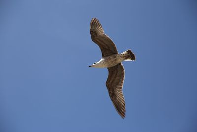 Low angle view of eagle flying against clear blue sky