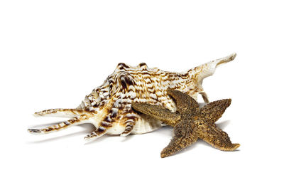 Close-up of lizard against white background