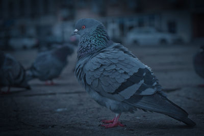 Close-up of pigeon perching on a city