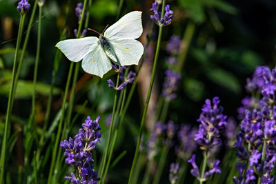 Close-up of purple flowering plant