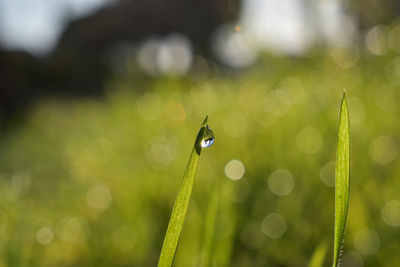 Close-up of wet fly on grass