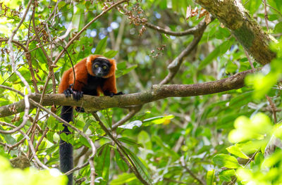 Low angle view of monkey on tree in forest