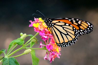 Close-up of butterfly pollinating on flower