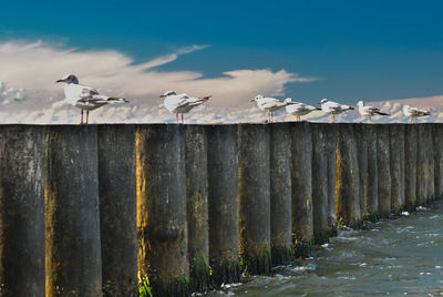 Seagulls perching on wooden post against sky