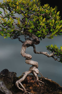 Close-up of bonsai tree