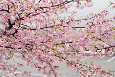 Pink cherry blossoms in spring