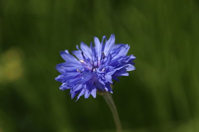 Close-up of purple blue flower