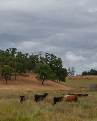 View of horse on field against sky