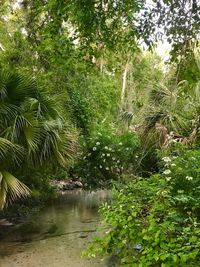 Plants growing in forest